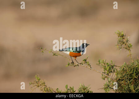 Superb Starling Stockfoto