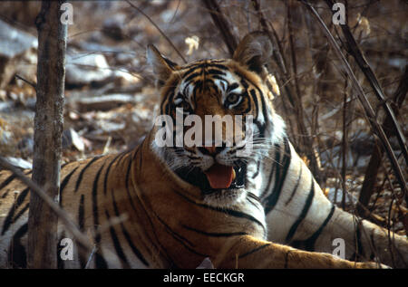 Tiger Stockfoto