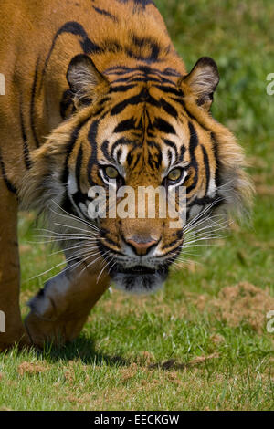 Stalking tiger Stockfoto