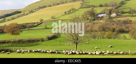 Schafe und einem Bergbauernhof in einem malerischen Tal in Brecon Beacons Bergkette, Wales, Großbritannien Stockfoto