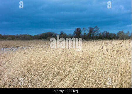 Gräser und Schilf in einer Schilfbeetes in den Sümpfen von The Somerset Levels Naturschutzgebiet im südlichen England, UK Stockfoto