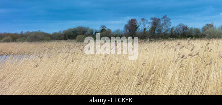 Gräser und Schilf in einer Schilfbeetes in den Sümpfen von The Somerset Levels Naturschutzgebiet im südlichen England, UK Stockfoto