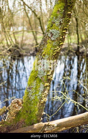 Pilze, Moos und Flechten wachsen auf Baumstamm im feuchten, dunklen Teil der Somerset Levels Nature Reserve in England, UK Stockfoto