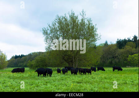 Herde von schwarzen Aberdeen Angus-Rinder in der Nähe von Kingham in Oxfordshire, Vereinigtes Königreich Stockfoto