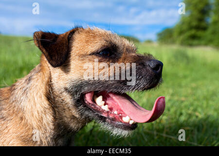 Border Terrier Hund liegend blies und keuchend mit der Zunge nach jagen um, Vereinigtes Königreich Stockfoto