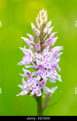 Pyramiden-Orchidee, Anacamptis Pyramidalis, mehrjährige krautige Pflanze in Cotswolds, Gloucestershire, UK Stockfoto