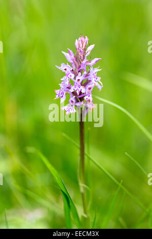 Pyramiden-Orchidee, Anacamptis Pyramidalis, mehrjährige krautige Pflanze in Cotswolds, Gloucestershire, UK Stockfoto