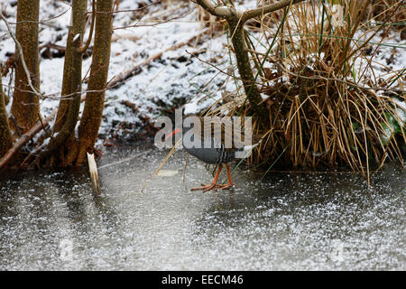 Wasser-Schiene auf einem gefrorenen See Stockfoto