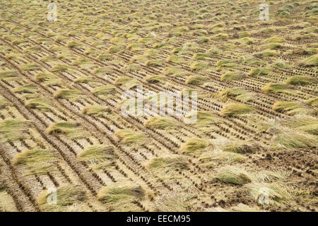 Reis Pflanzen Strohhalme in einem Feld nach der Ernte Stockfoto