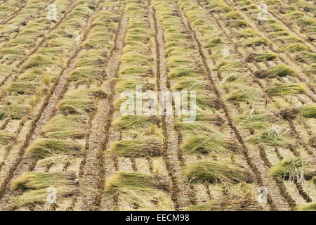 Reis Pflanzen Strohhalme in einem Feld nach der Ernte Stockfoto