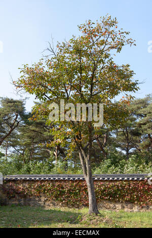 Persimone Baum Wand koreanische traditionelle Ziegeldach Stockfoto