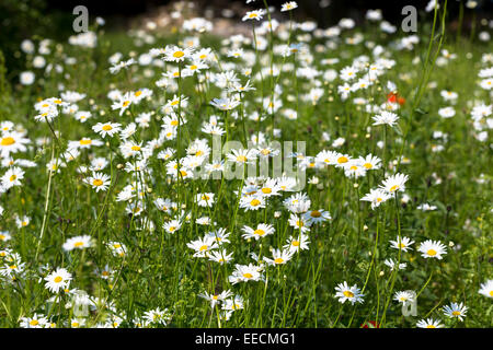 Oxeye Gänseblümchen, Leucanthemum Vulgare, Stauden in Wildblumen Wiese Grasland Feld im Vereinigten Königreich Stockfoto