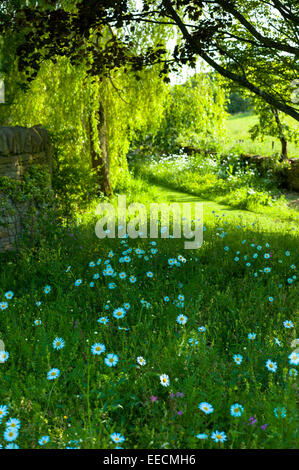 Oxeye Gänseblümchen, Leucanthemum Vulgare, Stauden im Bauerngarten im Vereinigten Königreich Stockfoto