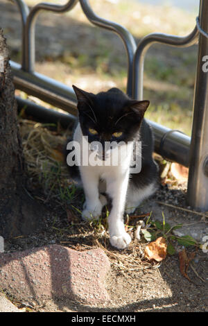 schwarze und weiße Streukatze auf Bürgersteig Stockfoto