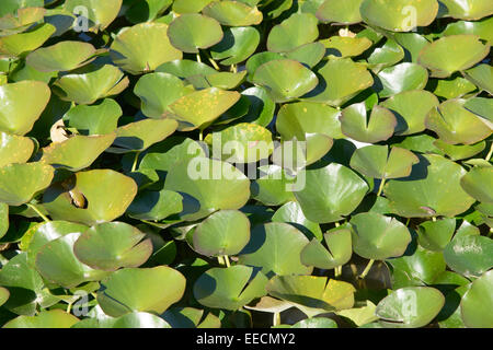 Nahaufnahme von Lotus Blätter in einem Teich im Herbst Stockfoto