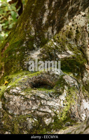 Nahaufnahme von moosige Oberfläche des alten Baum Stockfoto