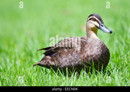 Erwachsenen pazifische schwarze Ente (Anas Superciliosa) ruht auf dem Rasen auf sonnigen Nachmittag in Melbourne, Victoria, Australien. Stockfoto