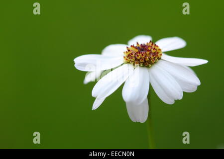 Nahaufnahme von White Daisy Leucanthemum x Superbum vor grünem Hintergrund Stockfoto