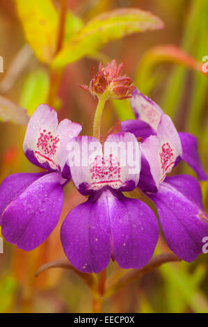 Blume, San Dieguito River Park, San Diego County, Kalifornien Stockfoto