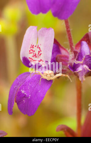 Wolfspinne auf Blume, San Dieguito River Park, San Diego County, Kalifornien Stockfoto