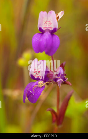 Wolfspinne auf Blume, San Dieguito River Park, San Diego County, Kalifornien Stockfoto