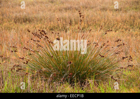Stachelige Rush (Juncus Acutus), Batiquitos-Lagune Ecological Reserve, San Diego County, Kalifornien Stockfoto