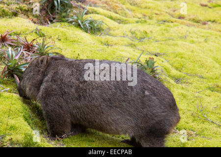 Gemeiner Wombat Vombatus ursinus im Lake St clair National Park, Cradle Mountain, tasmanien, Australien Stockfoto