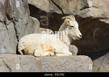 Dall-Schafe, Zoo Denver, Denver, Colorado Stockfoto