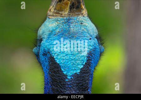 Doppel-Flecht-Kasuar, Zoo Denver, Denver, Colorado Stockfoto