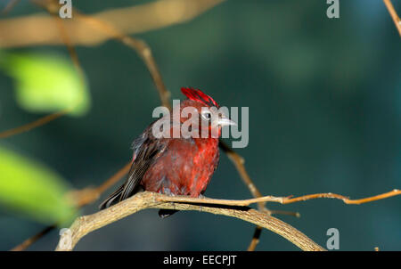 Rot-crested Finch, Zoo Denver, Denver, Colorado Stockfoto