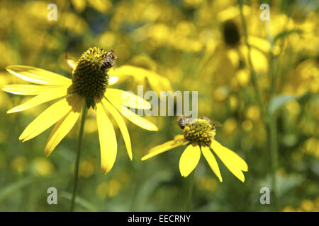 Angustifolia, Aussenaufnahme, Bluete, Blueten, Bluetenblaetter, Bluetenblatt, Bluetenpflanze, Bluetenpflanzen, Blume, Blumen, Bl Stockfoto