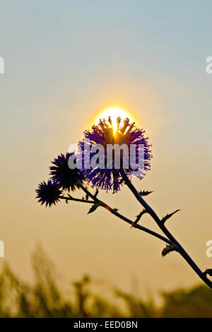 Blume stacheligen bei Sonnenuntergang Stockfoto