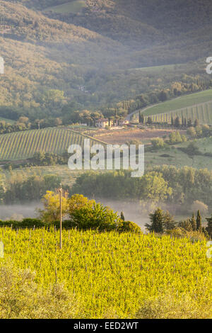 Morgendämmerung über die Weinberge in der Nähe von Radda in Chianti. Diese Gegend der Toskana produziert eines der berühmtesten Weine Italiens. Stockfoto