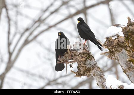 Alpine Alpenkrähe - thront Yellow-billed Alpenkrähe (Pyrrhocorax Graculus) paar auf einem Baum im Schnee Stockfoto