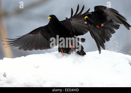 Alpine Alpenkrähe - Yellow-billed Alpenkrähe (Pyrrhocorax Graculus) paar auf der Flucht - ausziehen aus dem Schnee Stockfoto