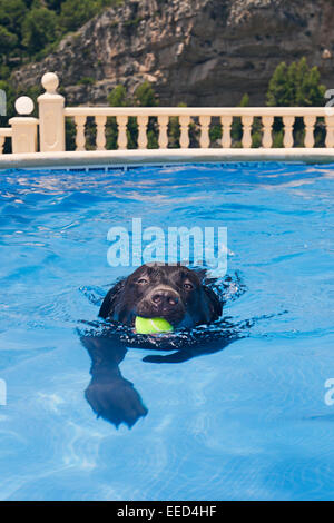 Abrufen von Tennisball Swimming Pool Stockfoto