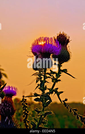 Disteln bei Sonnenuntergang Stockfoto