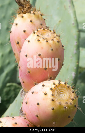 Kaktusfeige Cactaceae der Opuntia Ficus-Indica (L.) Mühle. (1768), kultiviert seit Urzeiten jetzt überall eingebürgert Stockfoto