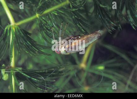 Backswimmer - gemeinsame Wasser Schiffer (Notonecta Glauca) Schwimmen unter Wasser Stockfoto