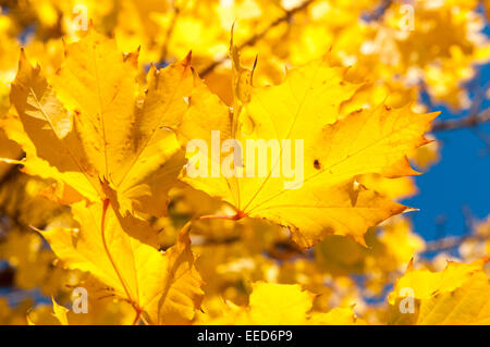 Der goldene Herbst Blätter vor blauem Himmel hautnah. Stockfoto