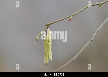 Gemeinsame Hasel (Corylus Avellana) männlichen Kätzchen und weibliche Blüte im Frühjahr Stockfoto