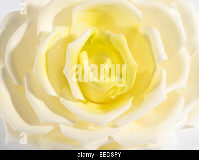 Detail eines weiße und gelbe rose Nahaufnahme Stockfoto