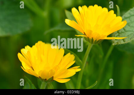 Nahaufnahme der beiden gelben Ringelblumen vor grünen Garten Hintergrund. Selecive Fokus. Stockfoto