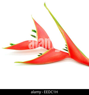 Tropische Heliconia Rot Blume, Heliconia Stricta, isoliert auf weißem Hintergrund Stockfoto