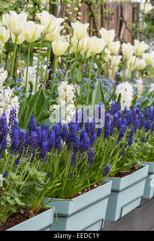 Keukenhof Gärten im Frühjahr.  Frühling-Container mit Muscari Armeniacum (Grape Hyacinth) und Tulpen Stockfoto