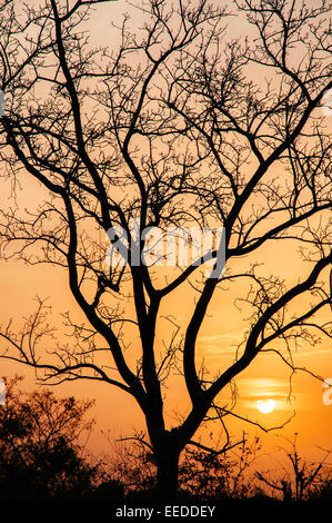 Sonnenuntergang über der Savanne, Burkina Faso. Stockfoto