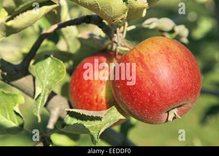 Aepfel, Aeste, Anbau, Apfel, Apfelbaeume, Apfelbaum, Ast, Aussenaufnahme, Baum, Frucht, Fruechte, Natur, Obst, Obstbaeume, Obstb Stockfoto