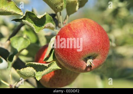 Aepfel, Aeste, Anbau, Apfel, Apfelbaeume, Apfelbaum, Ast, Aussenaufnahme, Baum, Frucht, Fruechte, Natur, Obst, Obstbaeume, Obstb Stockfoto