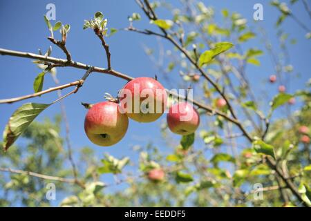 Aepfel, Aeste, Anbau, Apfel, Apfelbaeume, Apfelbaum, Ast, Aussenaufnahme, Baum, Frucht, Fruechte, Natur, Obst, Obstbaeume, Obstb Stockfoto