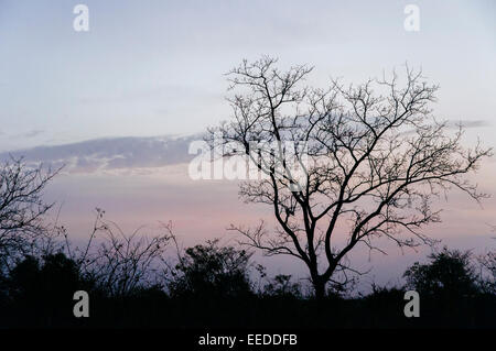 Sonnenuntergang über der Savanne, Burkina Faso. Stockfoto